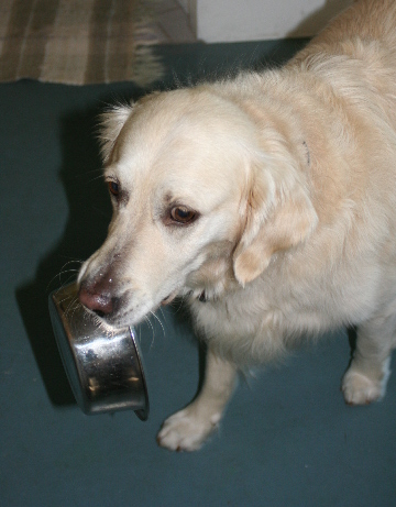 Jana holds her food bowl in her mouth