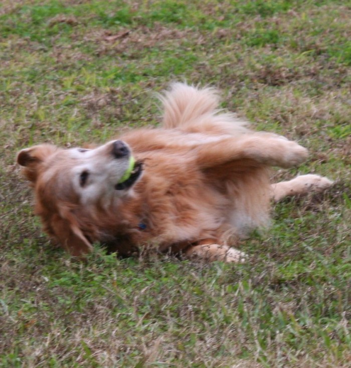 Golden retriever rolls happily in the grass