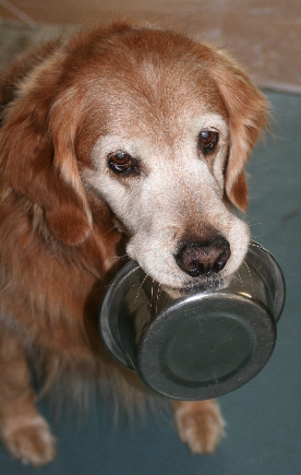 A golden retriever carries her food bowl
