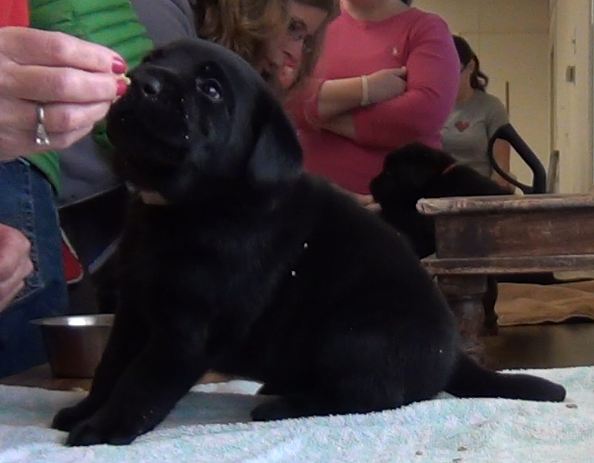 A tiny black lab puppy learns to sit on cue