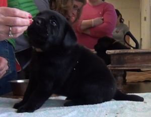 A tiny black lab puppy learns to sit on cue