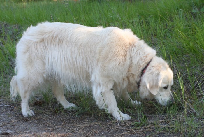 Jana sniffs at a fascinating odor