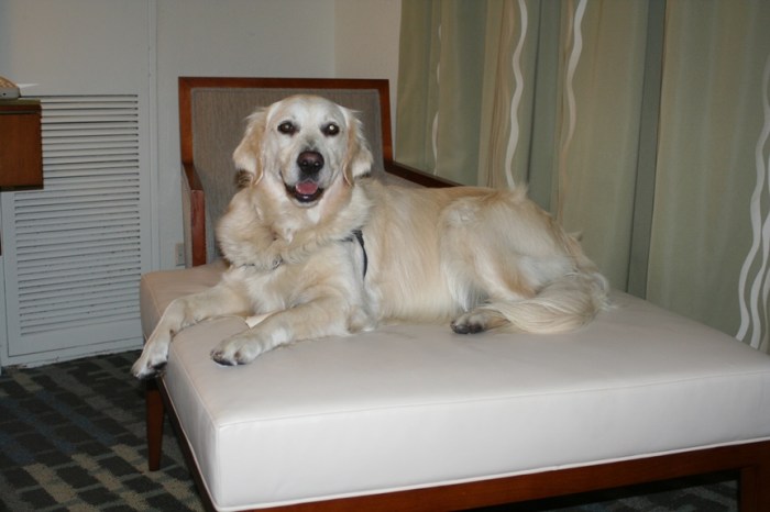A white golden retriever, Jana, reclines on a sofa