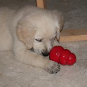 A very young Jana studies her Kong toy.