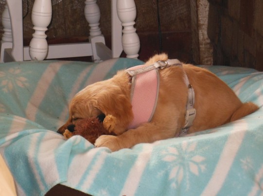 Cali at nine weeks snuggles in for a nap on her big sister's bed