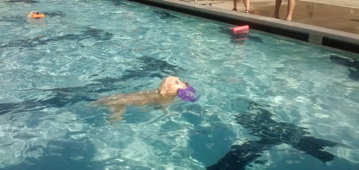 Jana enjoys Dog Swim Day in St. Petersburg, Fla. 