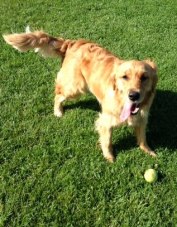 Golden retriever Cali in a grassy park with her tennis ball