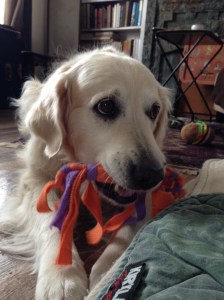 Golden retriever Jana holds a tug toy