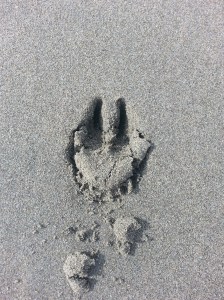 Calis signatiure Feb3 2015