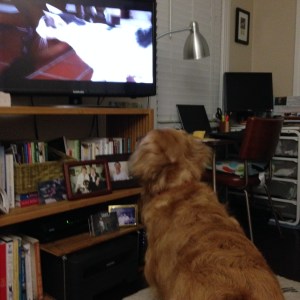 TV dog