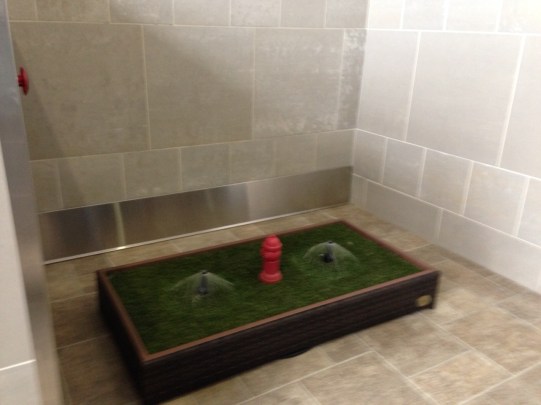 A new era for traveling dogs