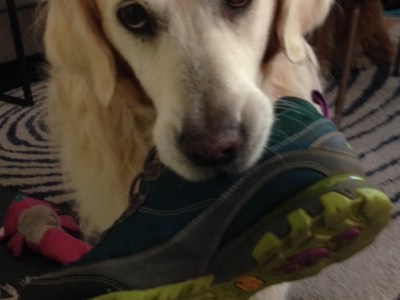 A white golden retriever holds a teal running shoe