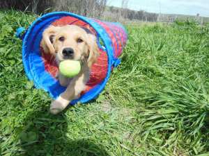 Cali, as a very young puppy, runs through a tunnel holding a tennis ball.