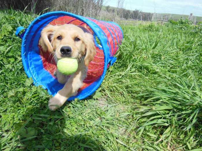 Young Cali, a golden retriever, runs through a tunnel holding a tennis ball