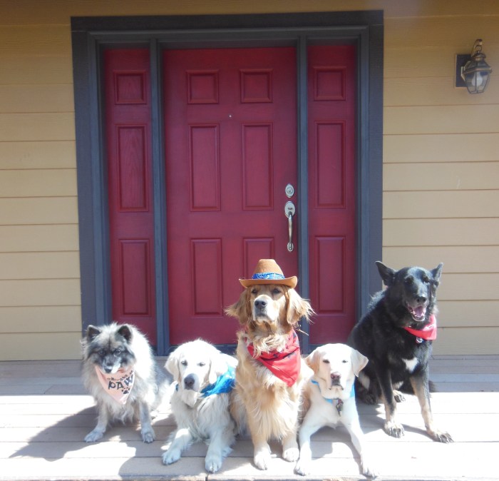 Five dogs pose; all wear bandannas and Cali, in the center, sports a cowboy hat.