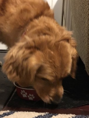 Cali, a golden retriever, picks up her food bowl