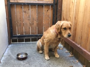 Cali turns away from her food bowl and faces a fence