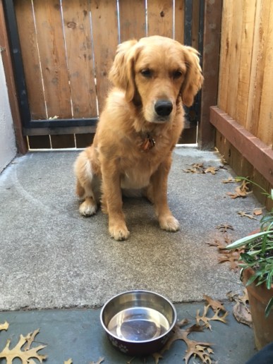 Golden retriever Cali with an empty food bowl
