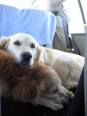 Oriel and Jana, two golden retrievers, relax in the back seat of a car during a long trip.