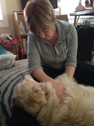 A golden retriever gets reiki to help ease her arthritis pain