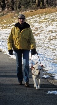 Alberta, a now-retierd yellow Labrador guide dog, leads Deni