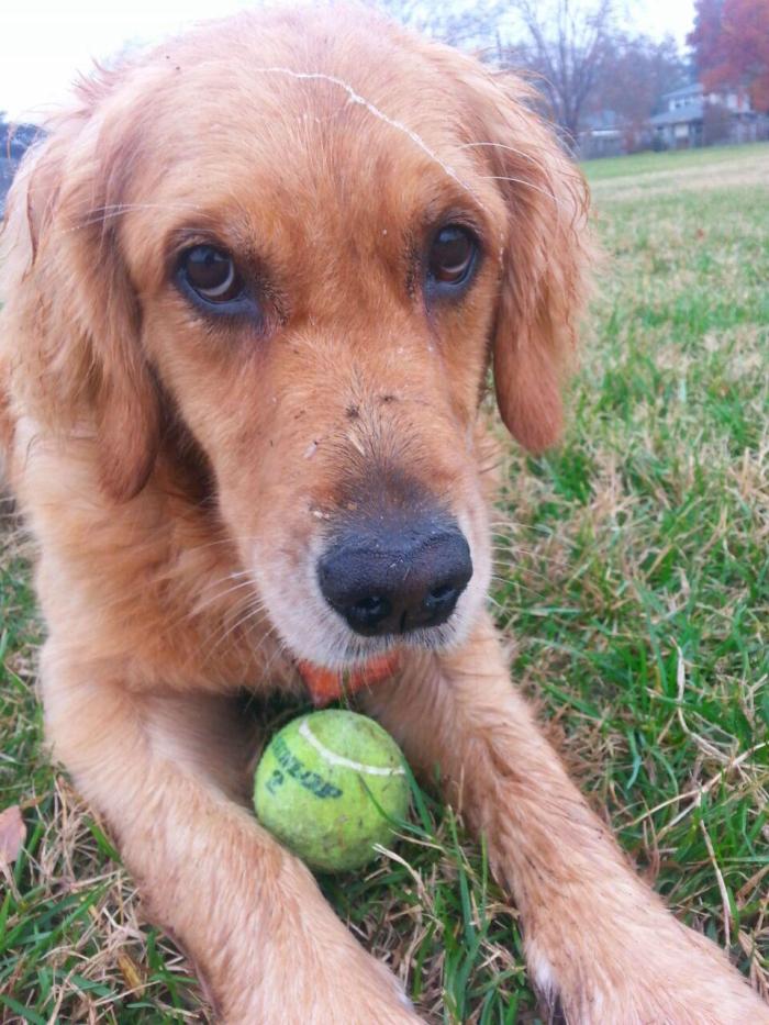 Golden retriever Cali with her tennis ball