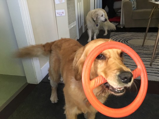 Cali holds a toy that looks like a "banned" sign
