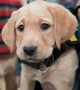 Yellow labrador puppy with worried expression on his face.