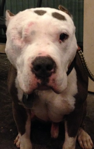 My name is Bubba, and I approved this message.