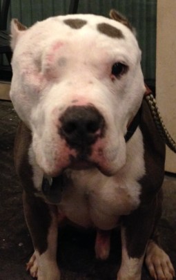 My name is Bubba, and I approved this message.