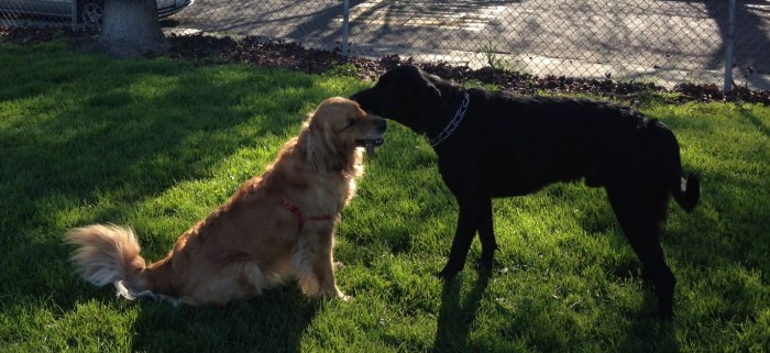 Cali and Ronen play tug with a very small stick