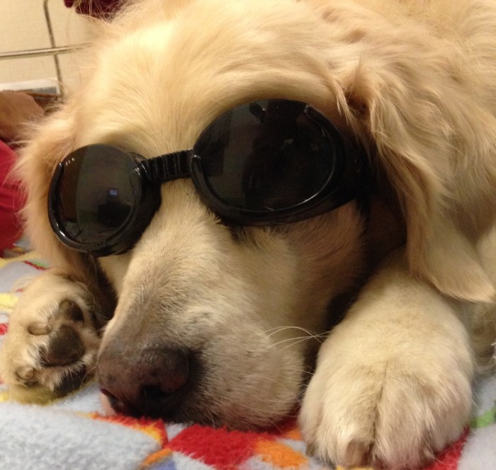 Jana, a white golden retriever, wears dark sunglasses