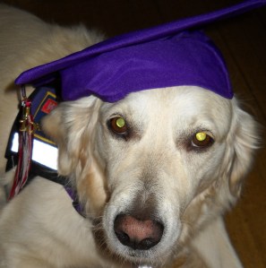 Jana, a white golden retriever, wears a mortarboard
