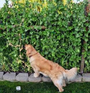 Scarlett-Eating-Peas-07-01-16