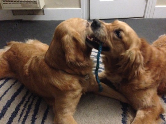 Cali and Dora playing tug