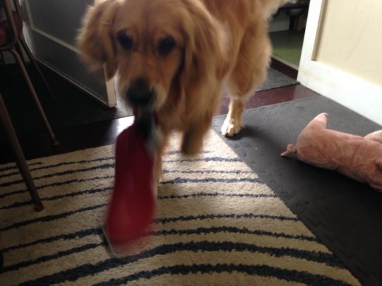 Cali brings a red boot