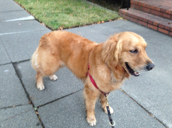 Cali, puffed up and trying to be fierce