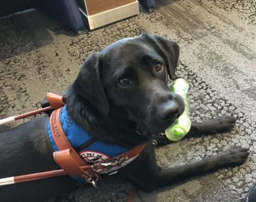 Koala, a black Labrador, rests. She's wearing her guide harness and holding a treat toy.