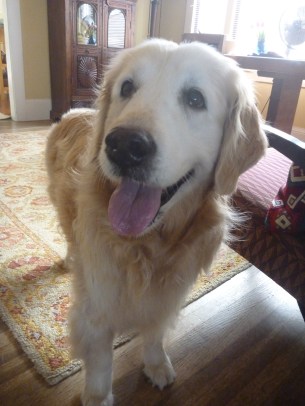 Christine, a 13-year-old golden retriever, smiles