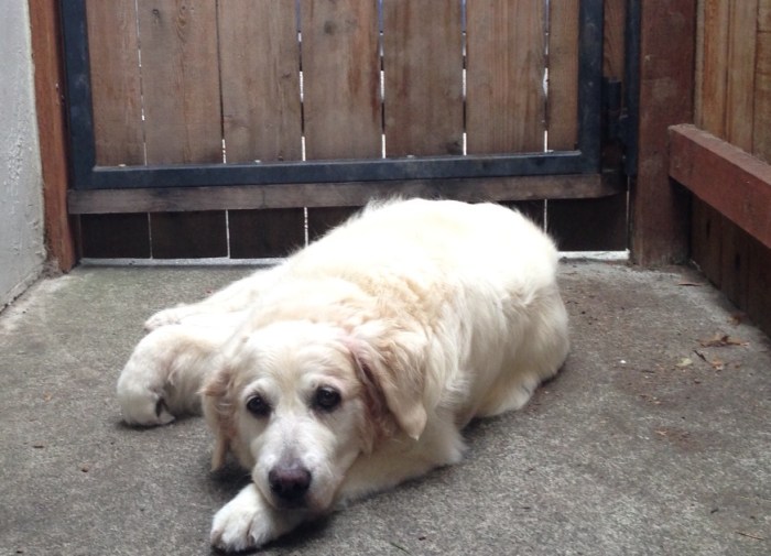 Jana, a white golden retriever, lying in front of a gate
