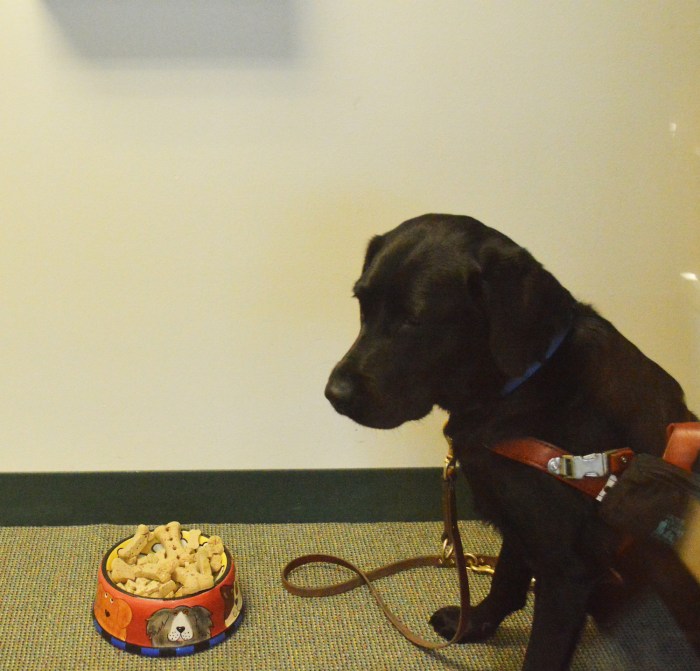 Koala, a black Lab, eyes a bowl of dog biscuits.