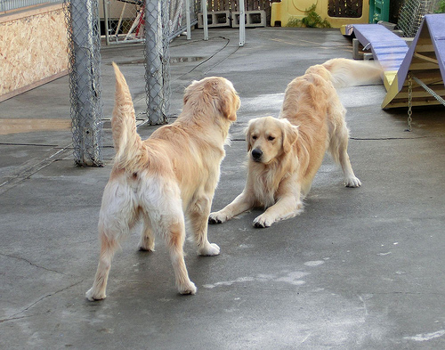 One golden retriever bows to invite another to play