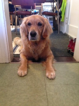 Cali, a golden retriever, lies with her paws inside the kitchen and her body in the doorway