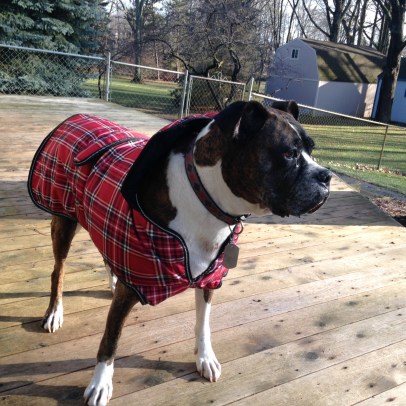 Beau, a boxer, sports a red plaid winter coat