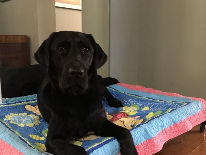 Koala, a black Labrador, relaxes on a hammock-style dog bed 