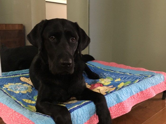 Black Lab Koala relaxes on a dog bed