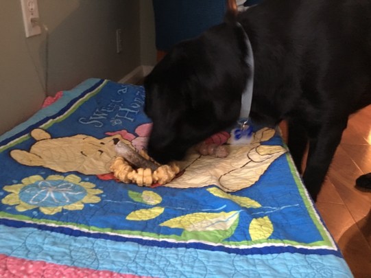 Koala, a black Labrador, picks up a toy