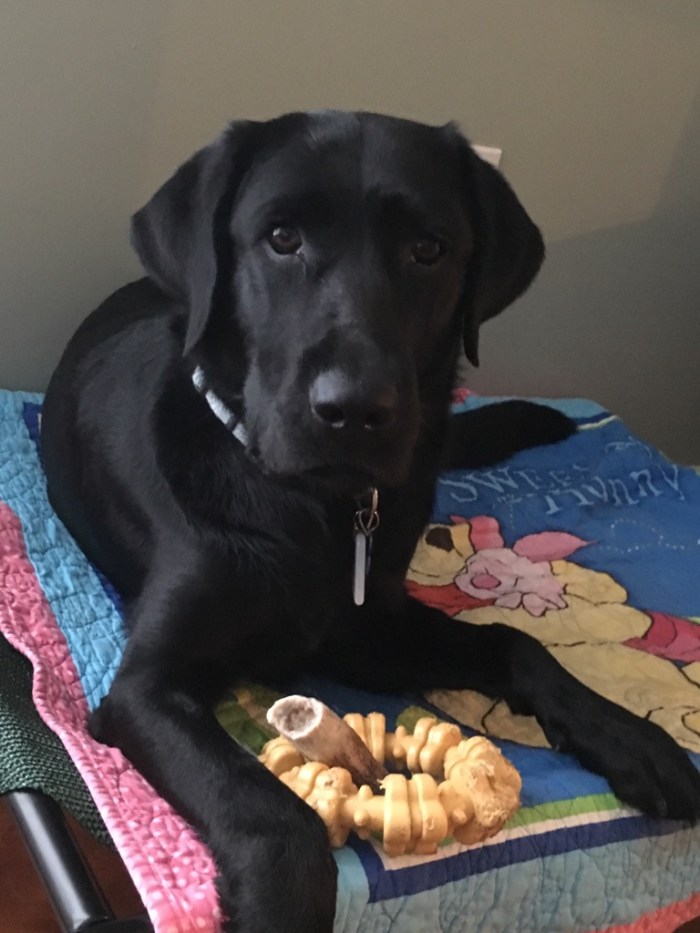 Koala poses with her favorite toys