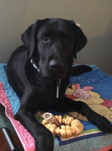 Koala poses with her favorite toys