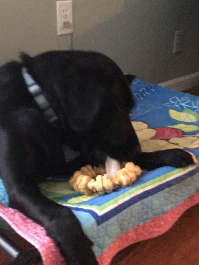 Koala, a black Labrador, uses a ring toy to hold an antler steady for chewing.